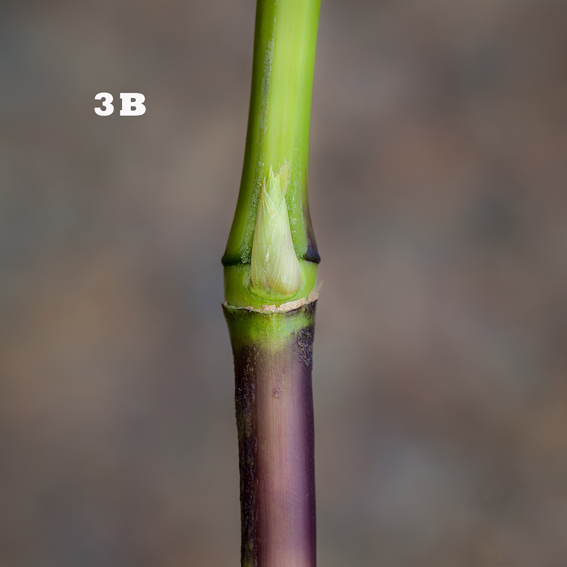Amigo 6 Castro-notas taxonomicas